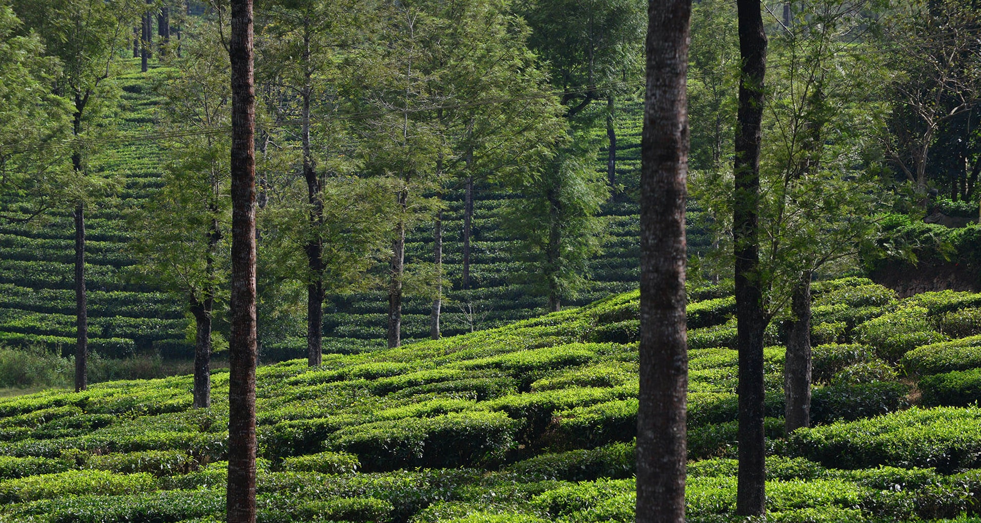 Terai Region of Nepal